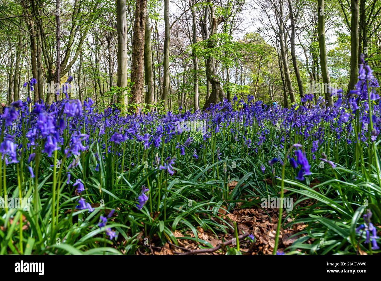 Bluebells in an English forest Stock Photo - Alamy