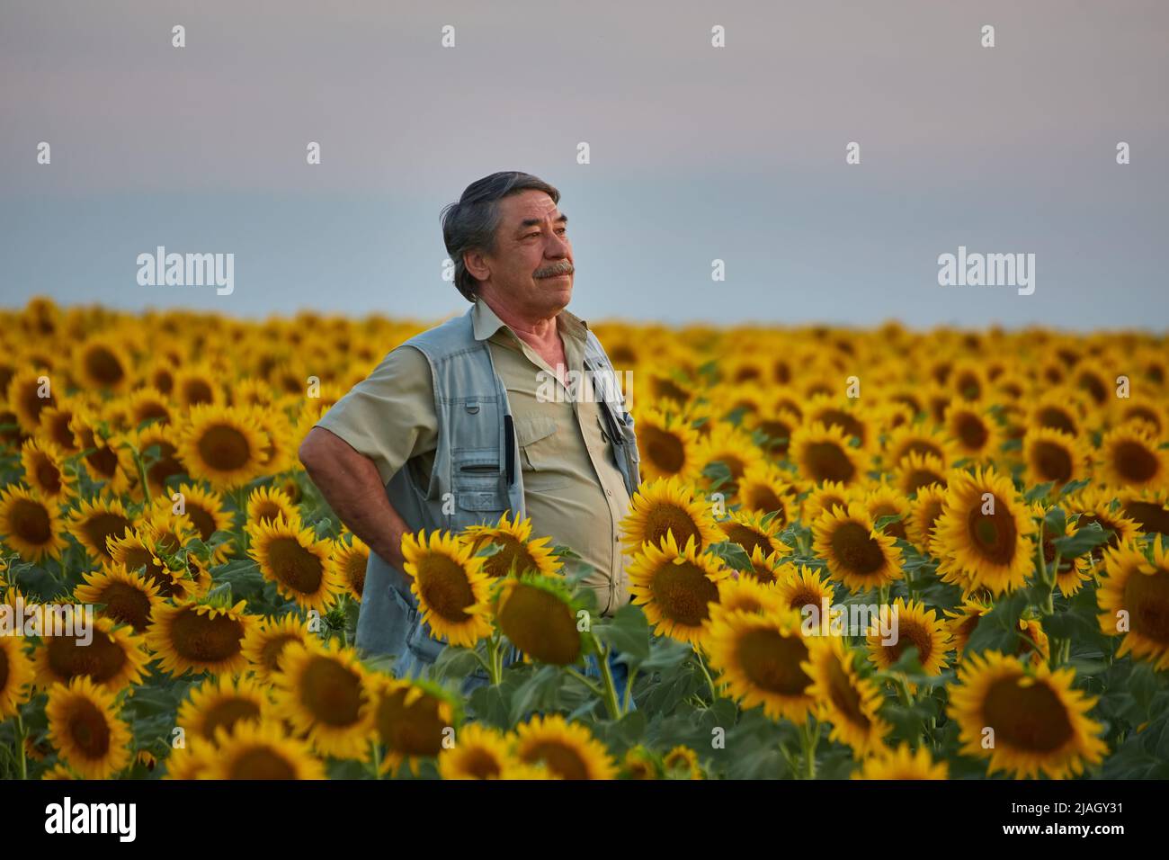 Farmer working in field sunflowers hi-res stock photography and images ...
