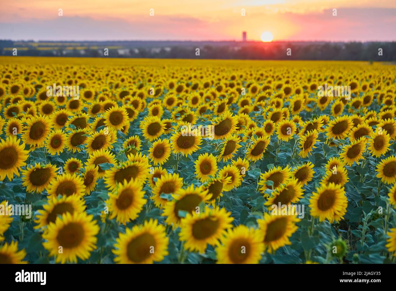 field of blooming sunflowers on a background of blue sky Stock Photo ...