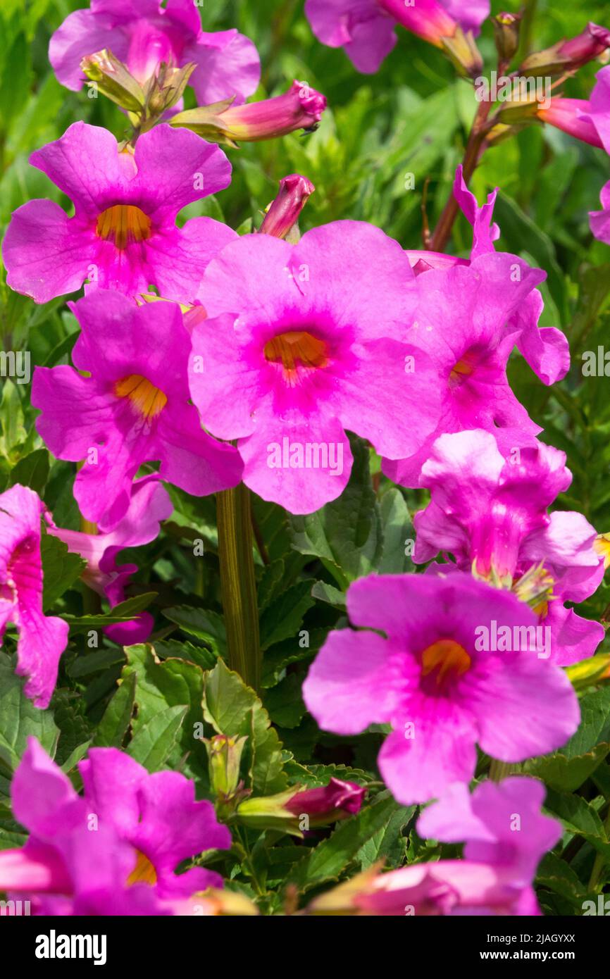 Incarvillea delavayi, Hardy Gloxinia, Pink, Flowers, Close up, Flower, Detail, Plant Stock Photo