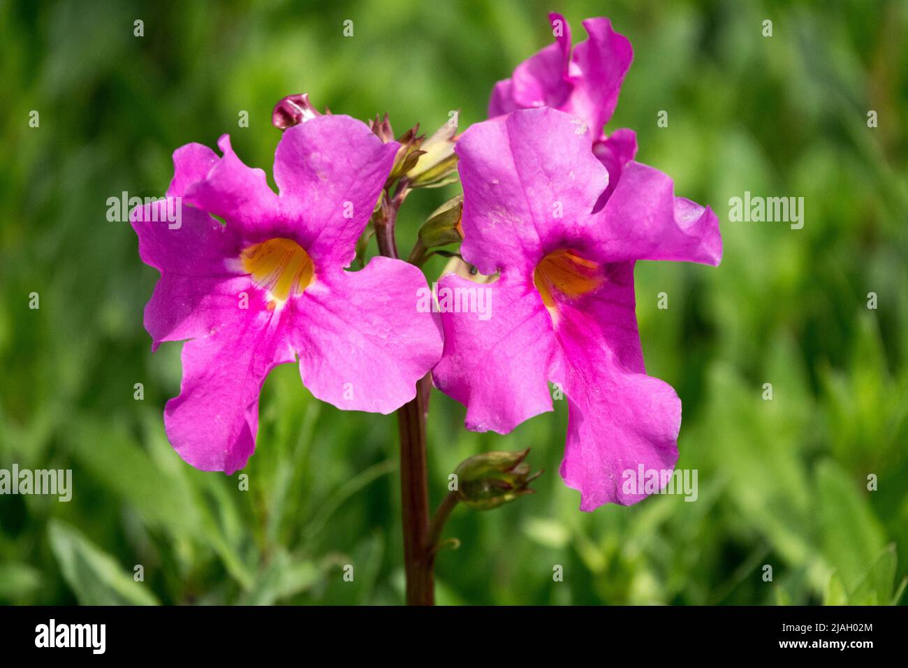 Incarvillea delavayi, Flower, Pretty, Pink, Hardy Gloxinia Stock Photo