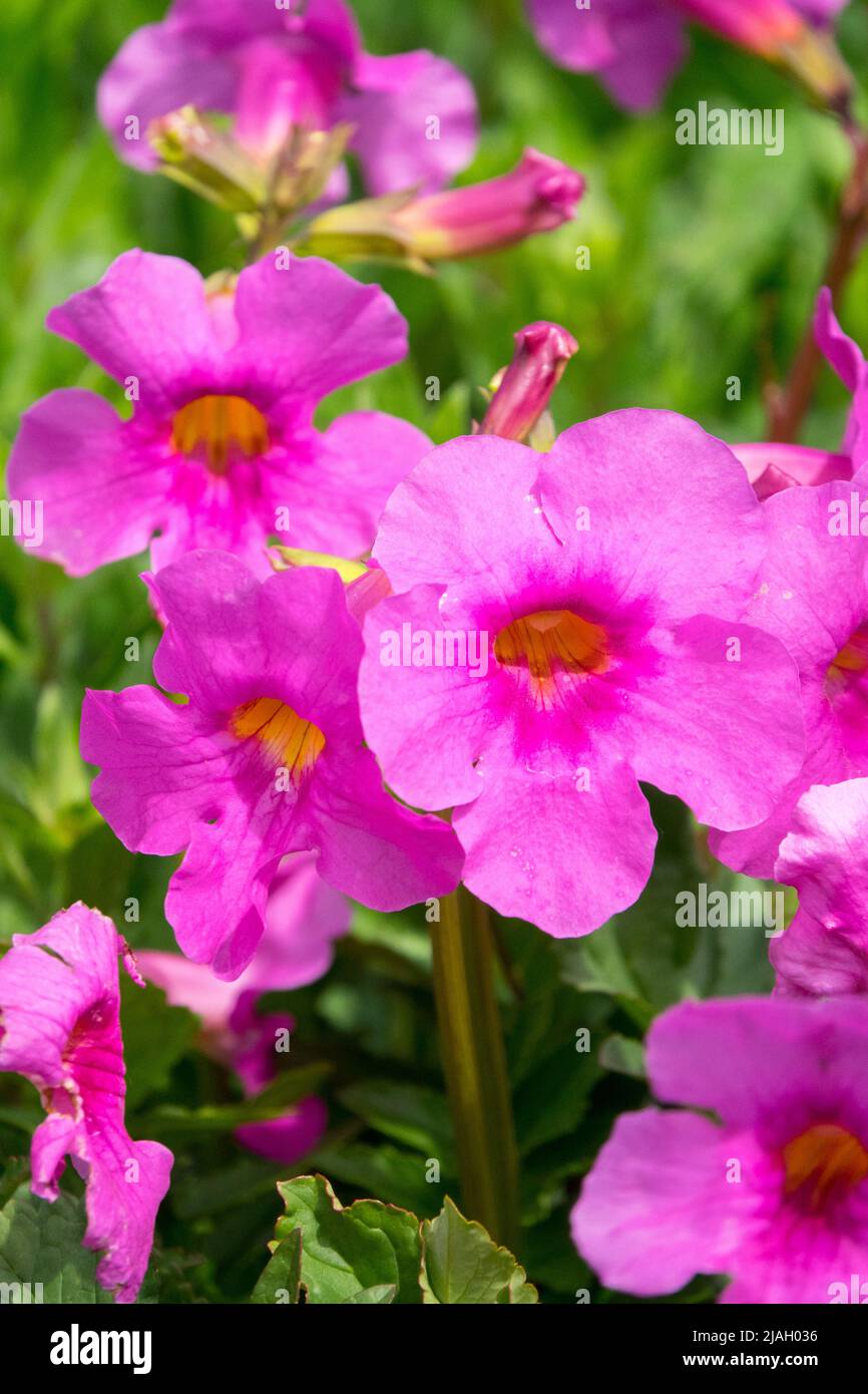 Incarvillea delavayi, Hardy Gloxinia, Pink, Flowers, Close up, Flower, Detail, Plant Stock Photo