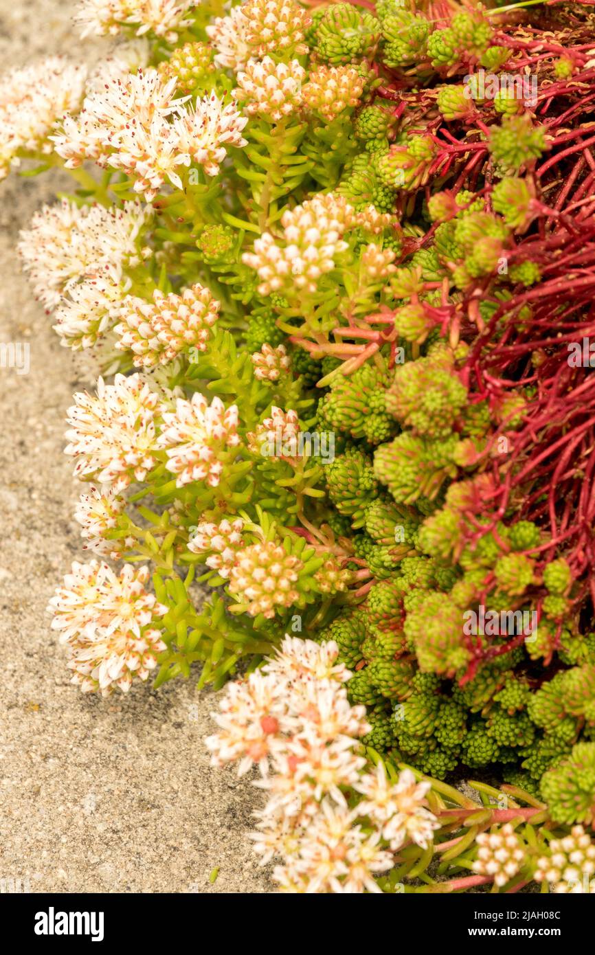 Stonecrop Sedum Lydium, Close up, White, Flower Stock Photo