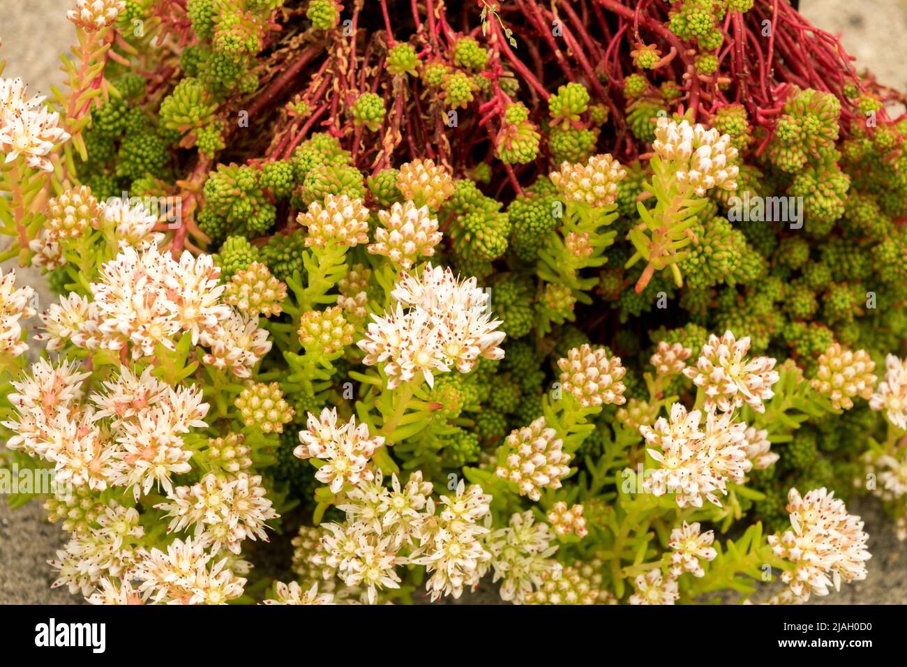 Sedum lydium, Stonecrop sedum, Flower Close up, Blooming Stock Photo