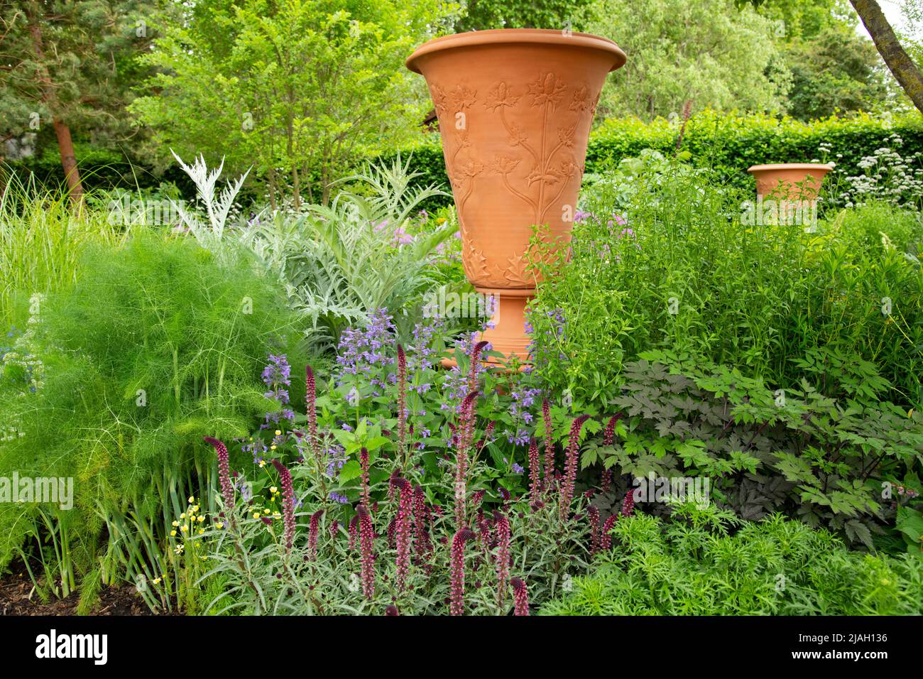 Echium rusicum, Cynara cardunculus, Foeniculum vulgare and Nepeta ‘Purrsian Blue’ around a large urn decorated with a thistle pattern designed by Whic Stock Photo