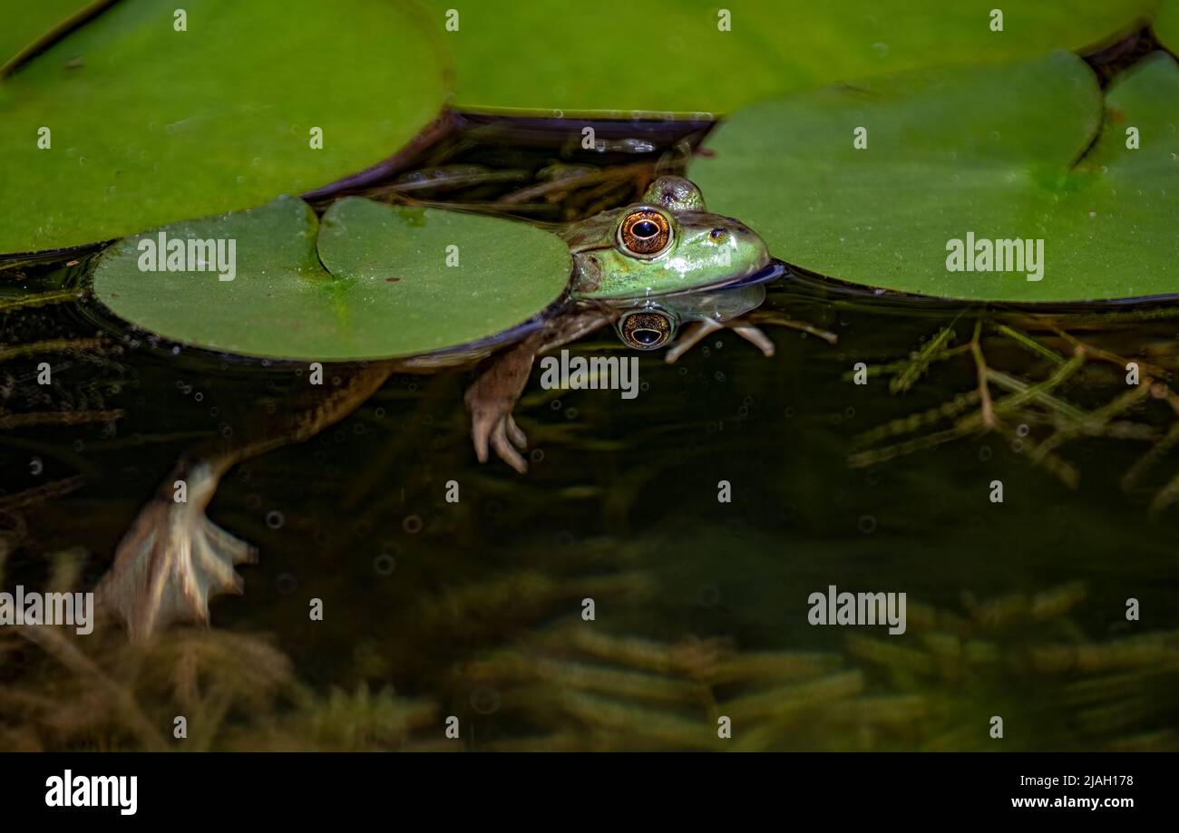 Green frog (Lithobates clamitans or Rana clamitans) peeking through patch of water lily pads in pond in central Virginia in spring. Stock Photo