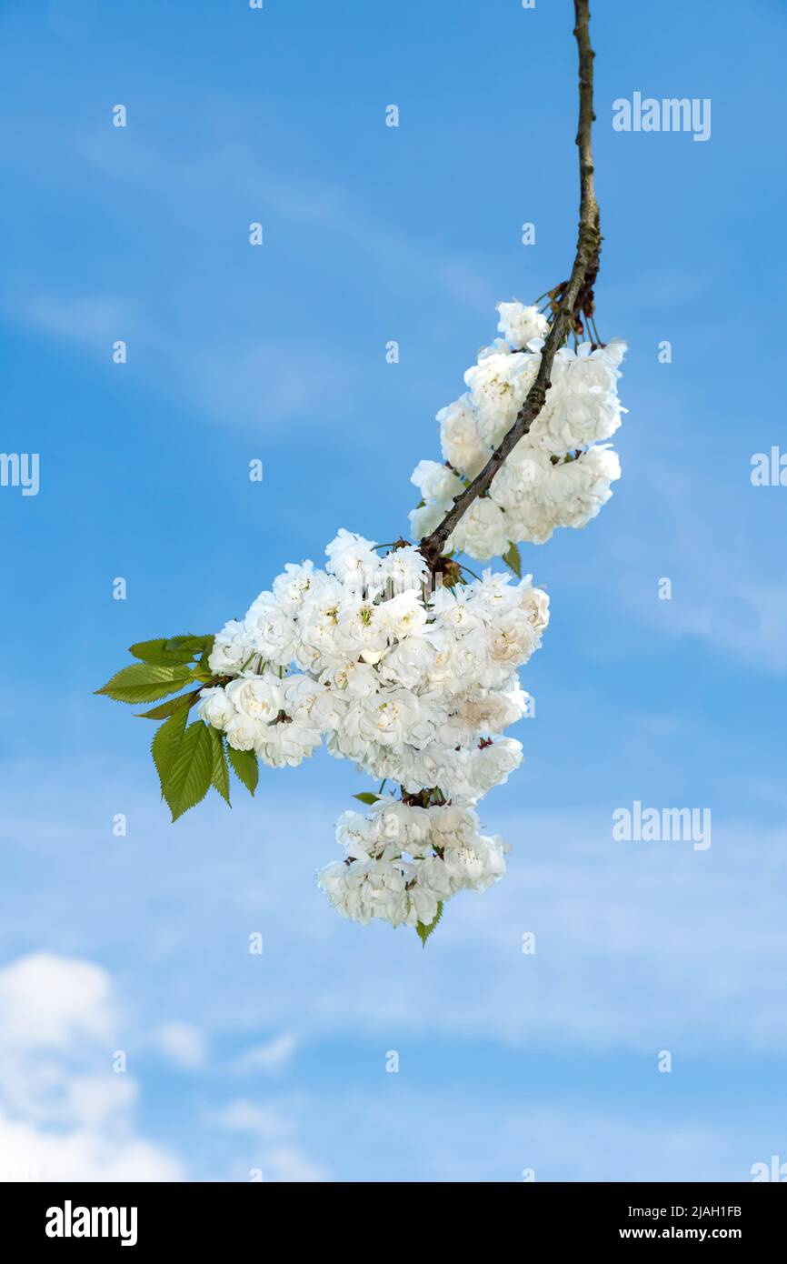 Wild cherry tree in full bloom against blue sky, Stock Photo