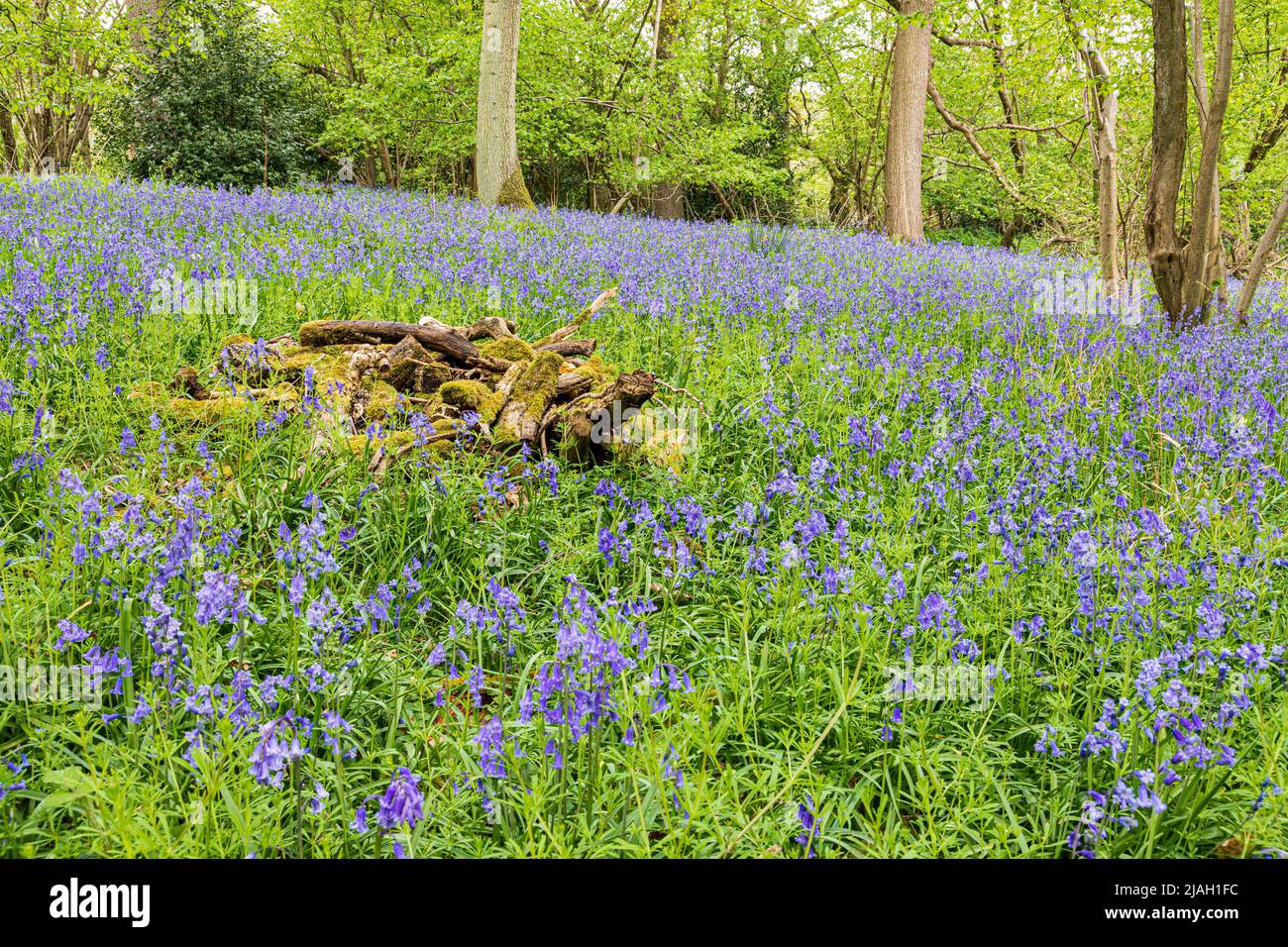 Bluebells flowering in spring on the Cotswold scarp at Queens Wood below Cleeve Cloud, Southam, Gloucestershire, England UK Stock Photo