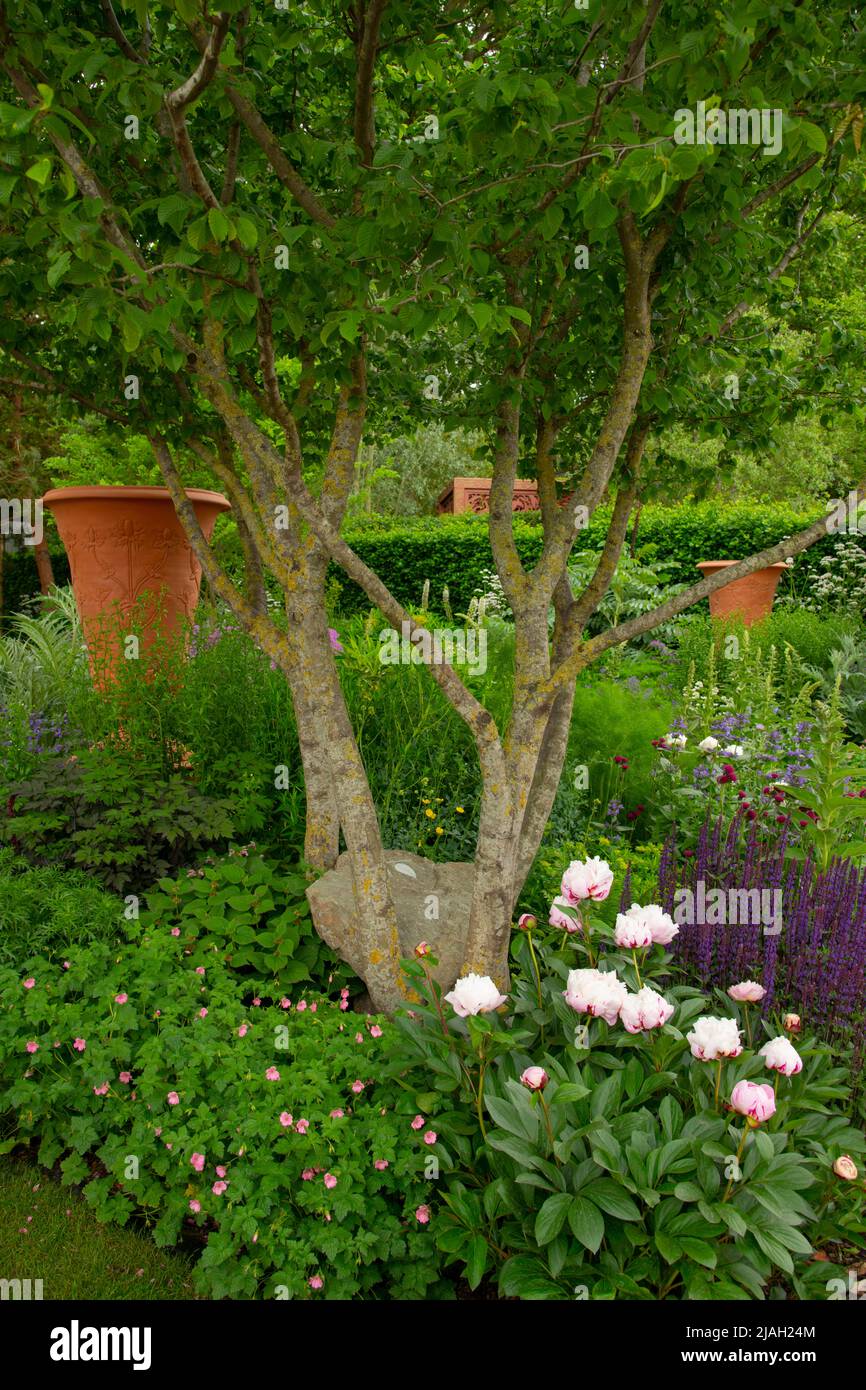 A boulder held in the multi-stemmed trunk of Carpinus betulus - Hornbeam surrounded by herbaceous borders and ornamental urns in the RNLI Garden desig Stock Photo