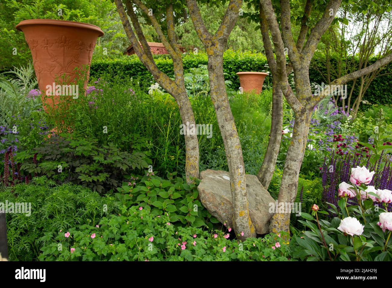 A boulder in the multi stemmed trunk of Carpinus betulus - Hornbeam and large decorative urns decorated with a thistle moftif designed by Whichford Po Stock Photo