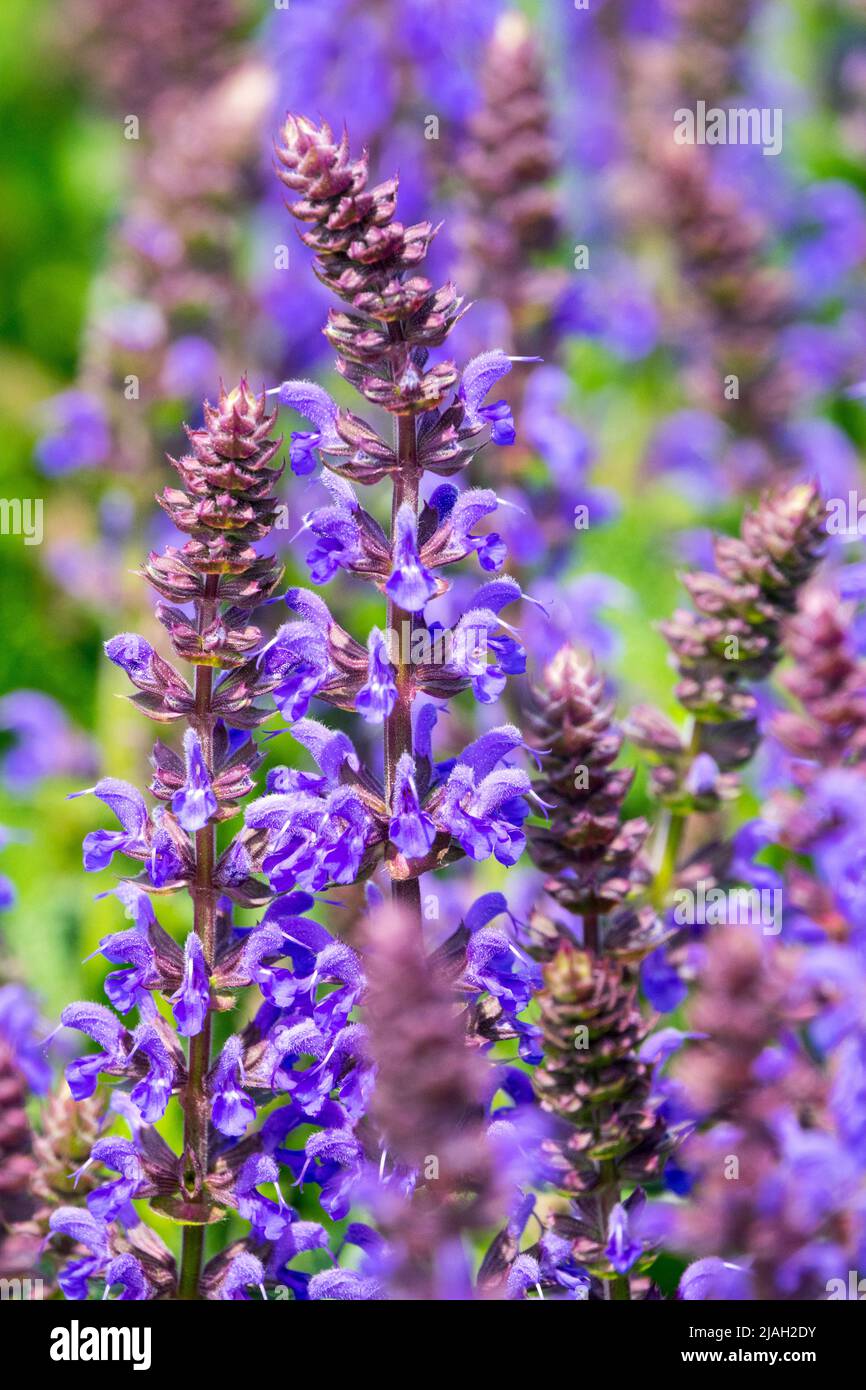 Salvia nemorosa, Salvia superba, Meadow Sage, Salvia 'April Night', Beautiful, Blue, Blooms Stock Photo