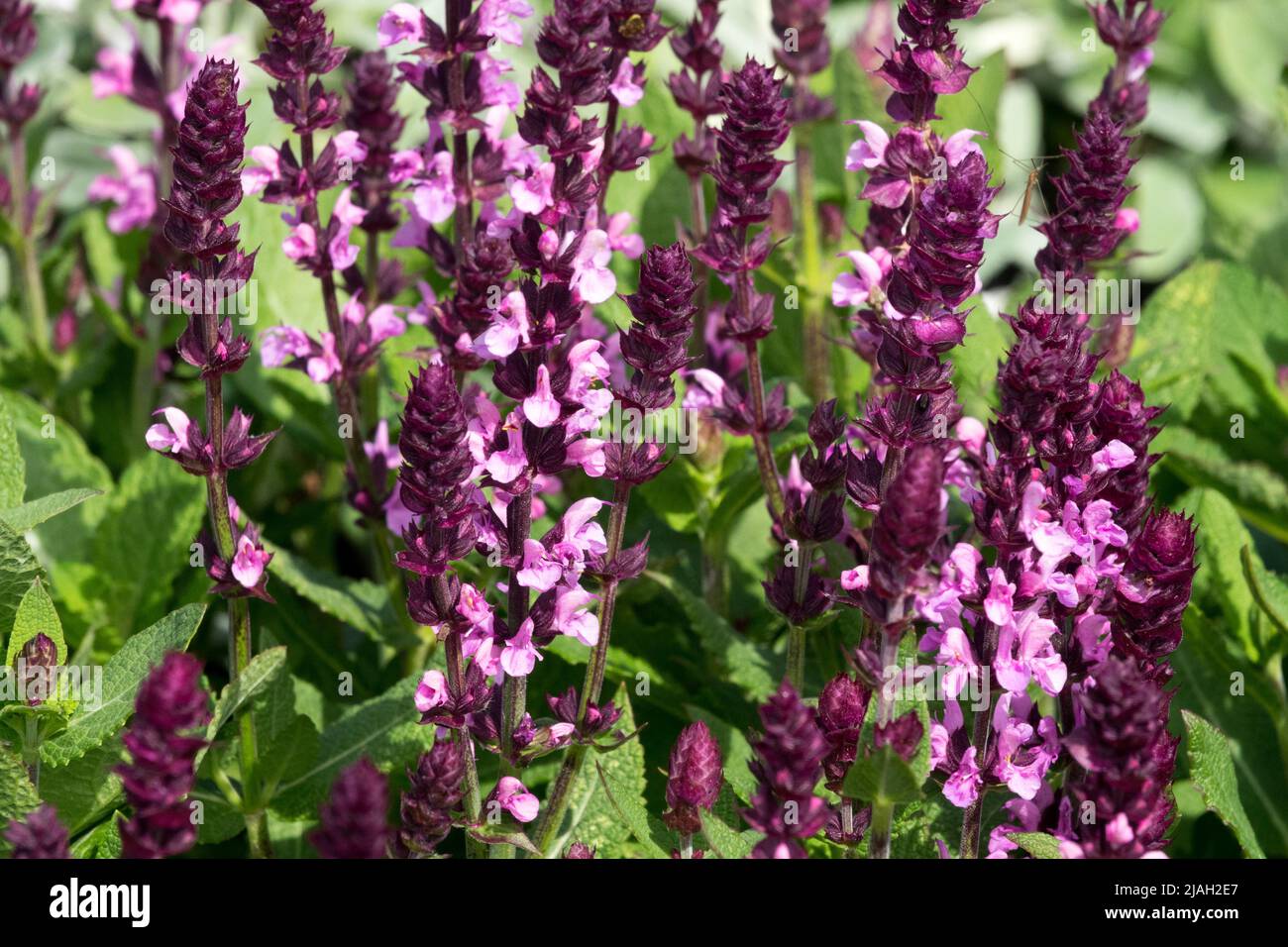 Salvia 'Edula Rose', Pink, Flowers, Salvia nemorosa, Salvia superba, Salvia x superba, Salvias, Spring, Garden Stock Photo