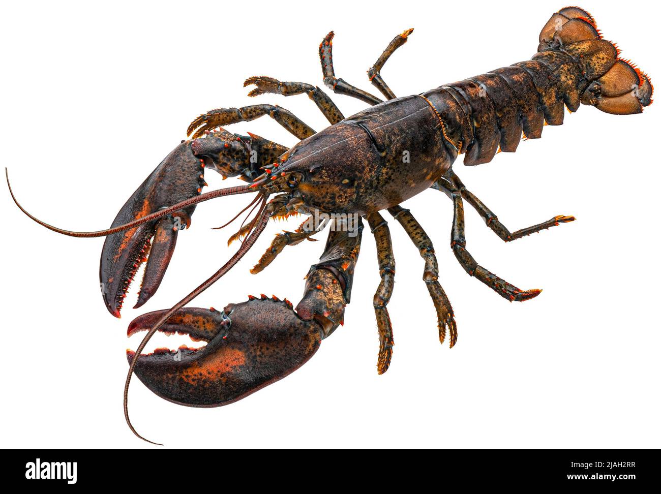 Fresh raw lobster isolated on white background, full depth of field Stock Photo