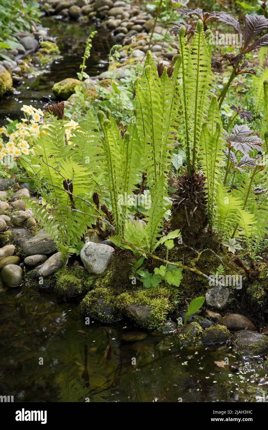 A wetland fern by the edge of a garden pond Stock Photo