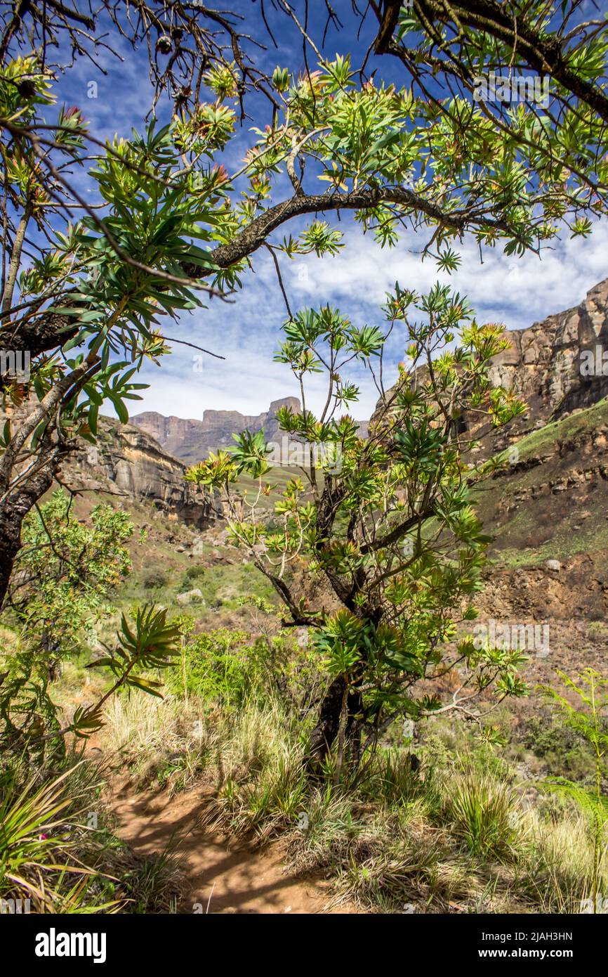 Two Common Proteas, Protea caffra, growing to form a gateway over a small hiking trail in the Drakensberg Mountains of South Africa Stock Photo
