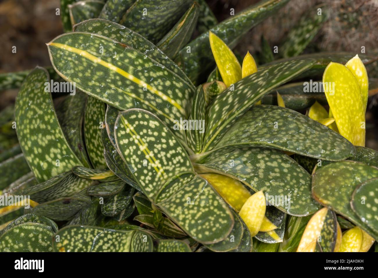 Succulent Leaves of Ox Tongue (Gasteria minima) Stock Photo