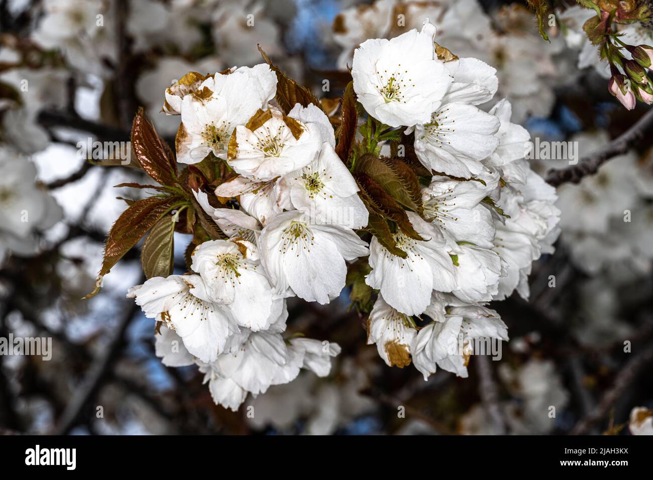 White Flowering Cherry (Prunus ‘Tai Haku’ Stock Photo Alamy