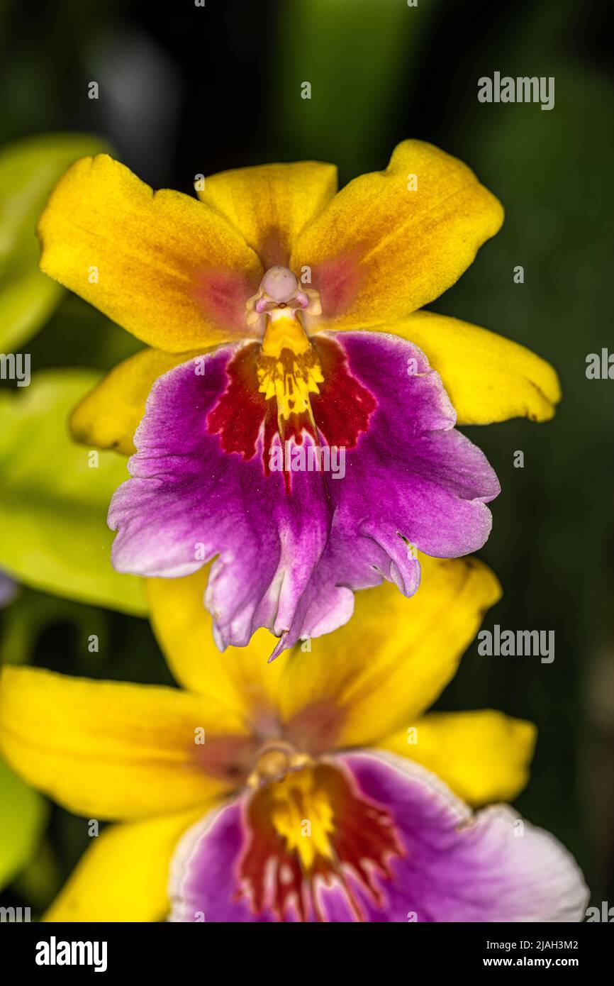 Flowers of Pansy Orchid (Miltonia x Oncidium) Stock Photo