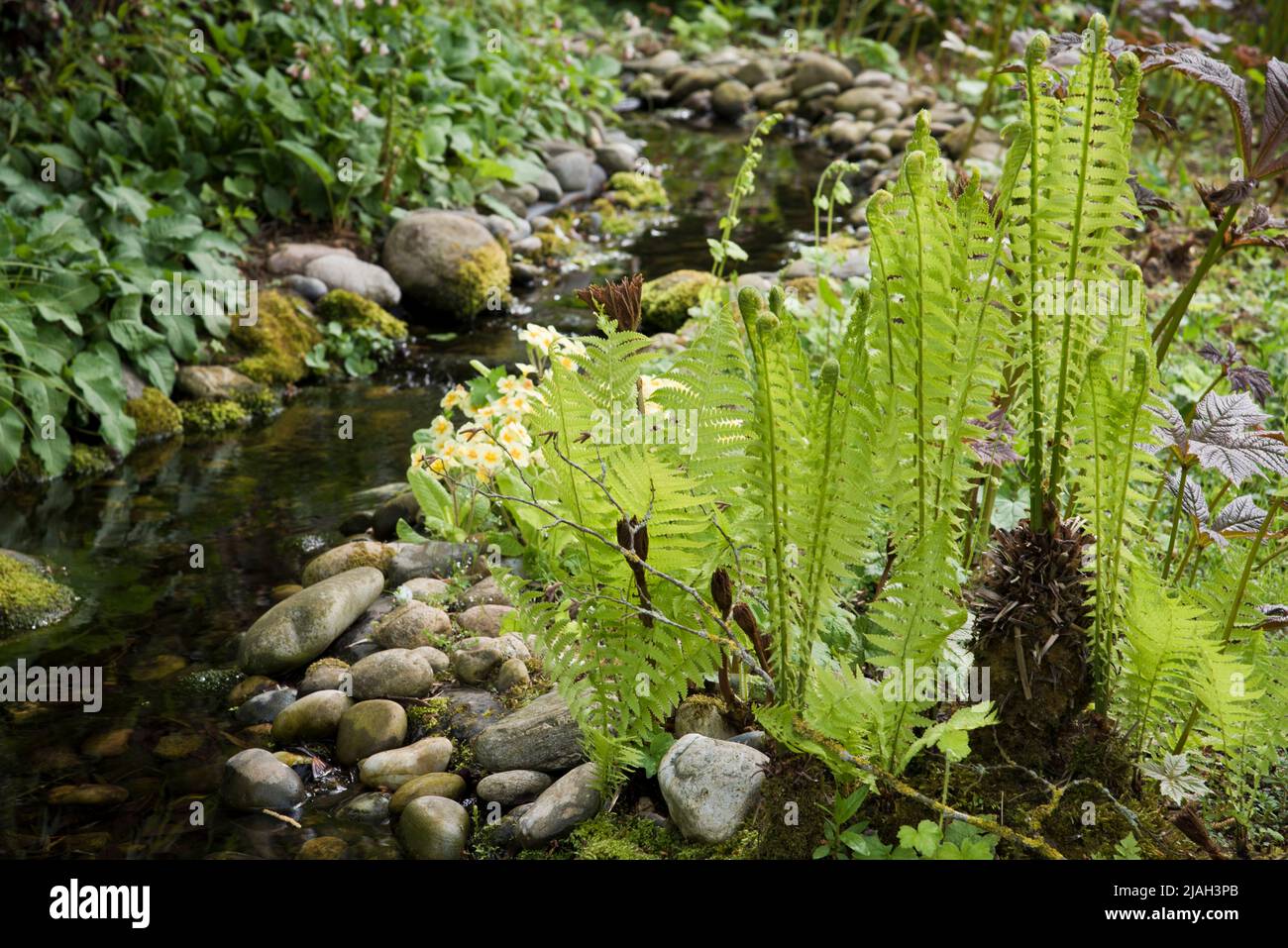 A wetland fern by the edge of a garden pond Stock Photo
