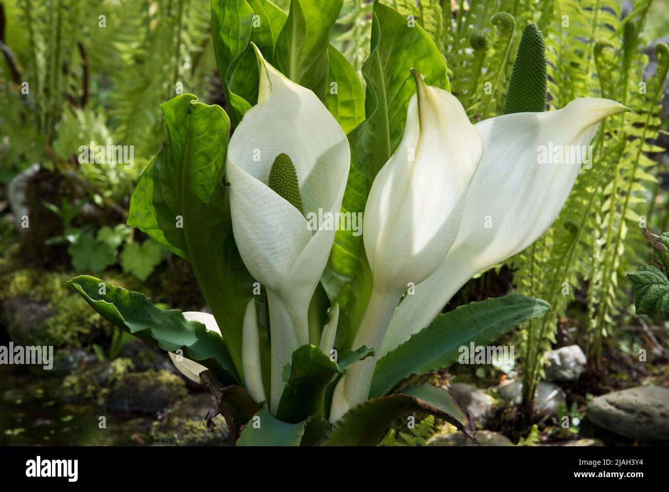 Lysichiton Americanus (Skunk cabbage) Stock Photo