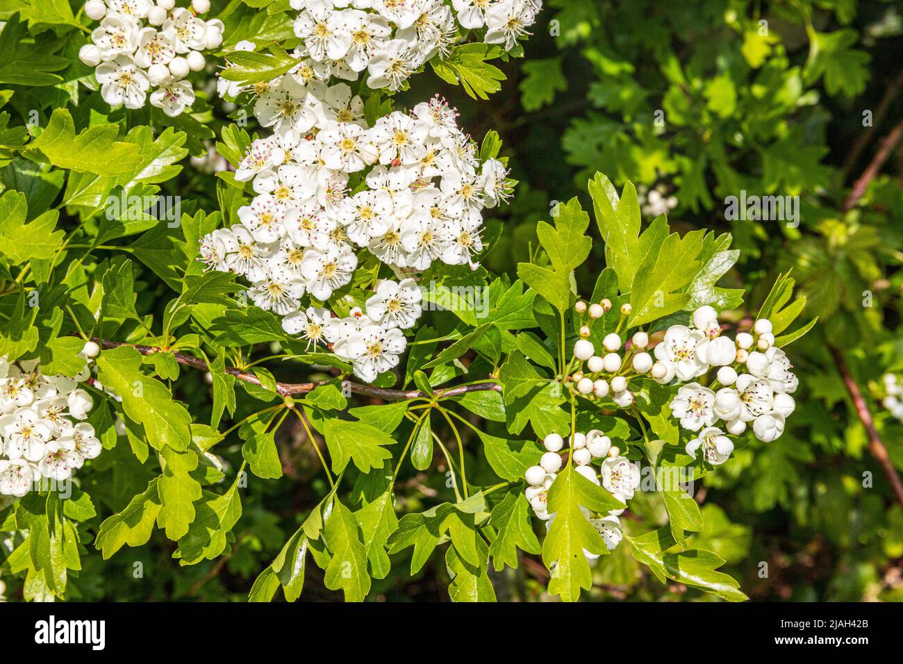 May blossom or hawthorn (Crataegus monogyna) in spring on the Cotswold scarp at Queens Wood below Cleeve Cloud, Southam, Gloucestershire, England UK Stock Photo