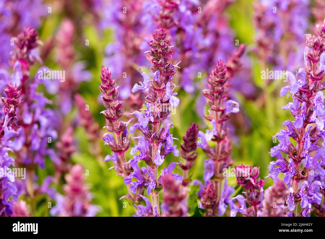 Salvia superba,Meadow Sage Salvia "Bordeau Steel Blue Stock Photo Alamy