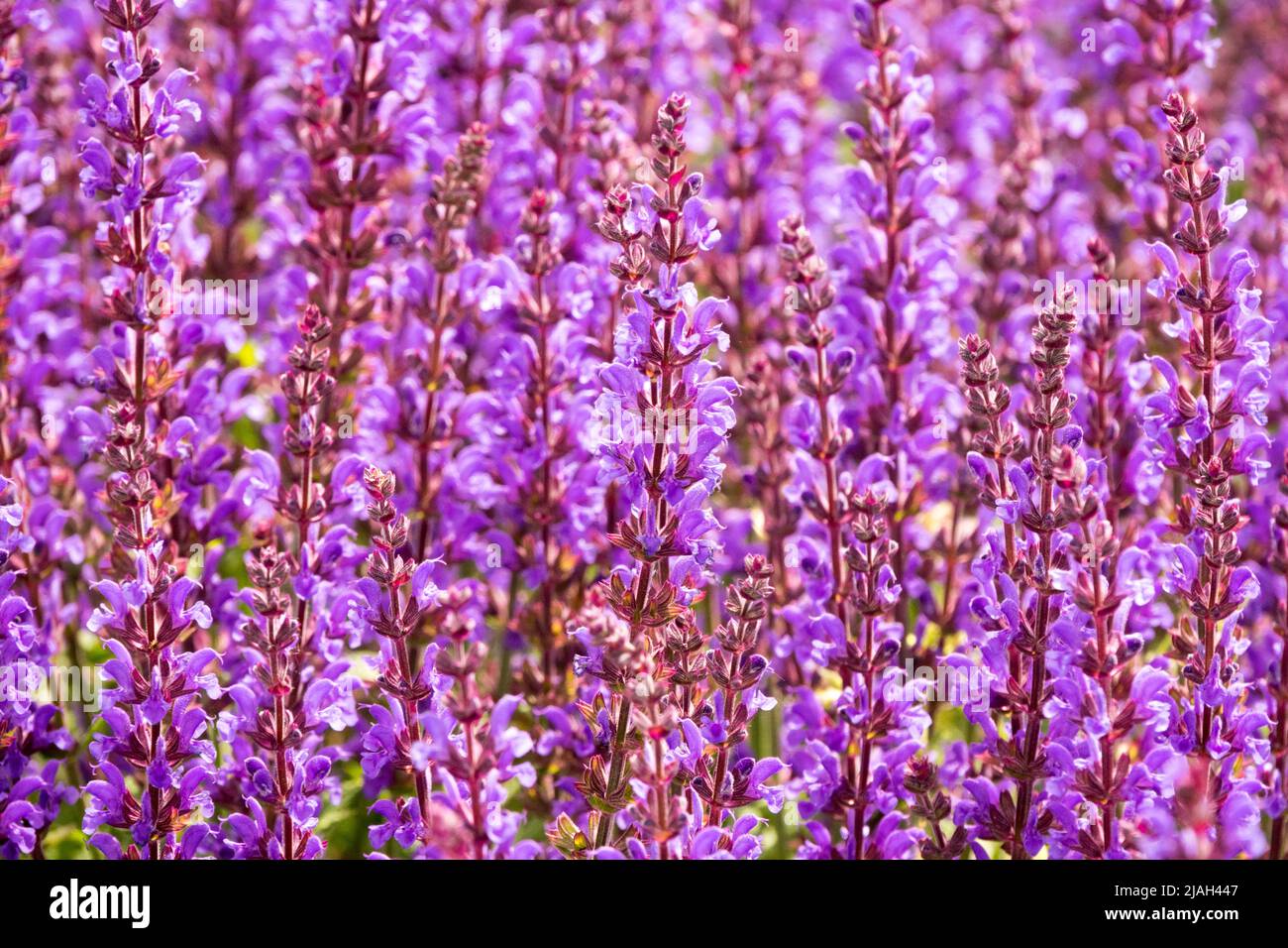 Salvia nemorosa 'Spring King Mini', Purple, Salvia, Meadow Sage, Flowers, Hardy, Perennial, Plant, Sage, Blooming Stock Photo