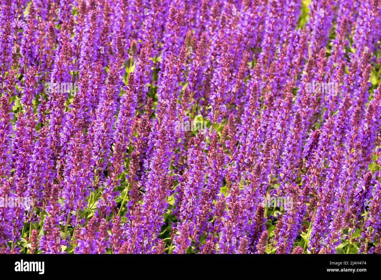 Salvia nemorosa, Meadow Sage, Salvia 'Salute deep blue', Purple, May, Perennials Stock Photo