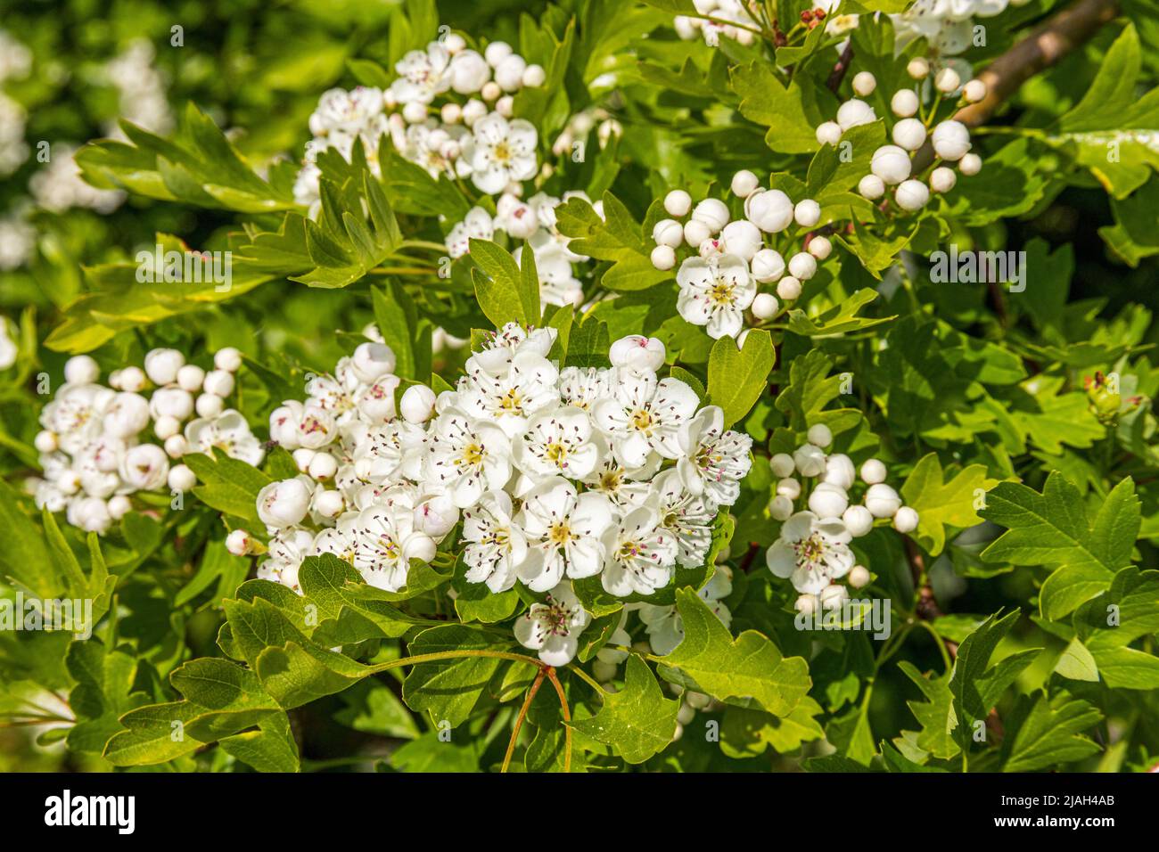 May blossom or hawthorn (Crataegus monogyna) in spring on the Cotswold scarp at Queens Wood below Cleeve Cloud, Southam, Gloucestershire, England UK Stock Photo