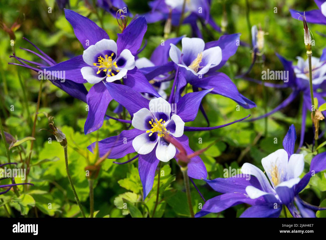 Common columbine, Aquilegia caerulea, Aquilegia Blue & White, Aquilegia Kirigami, Blue, White, Close up, Flower, Columbine Stock Photo