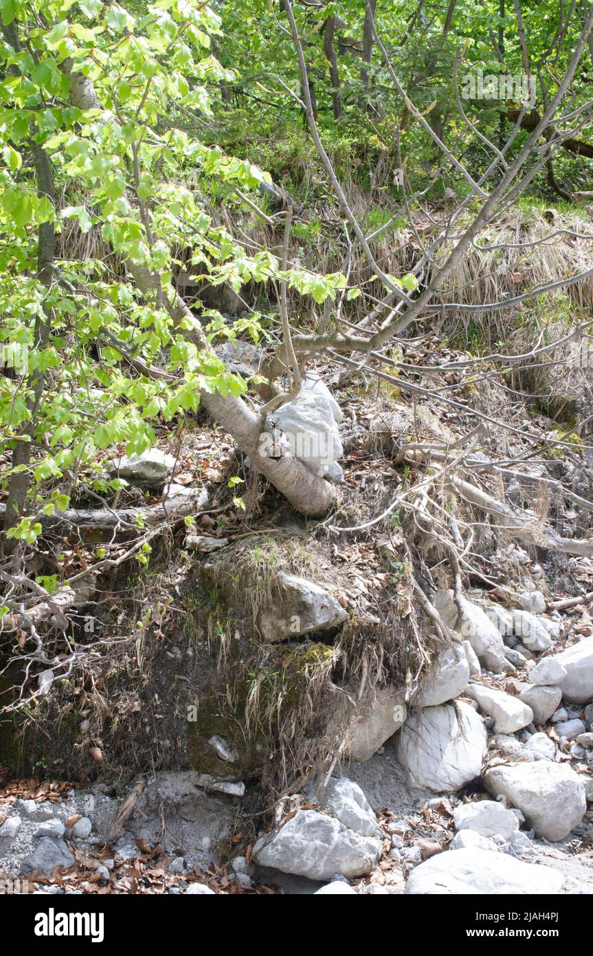 Stones and minerals alongside the Königssee river. Stock Photo