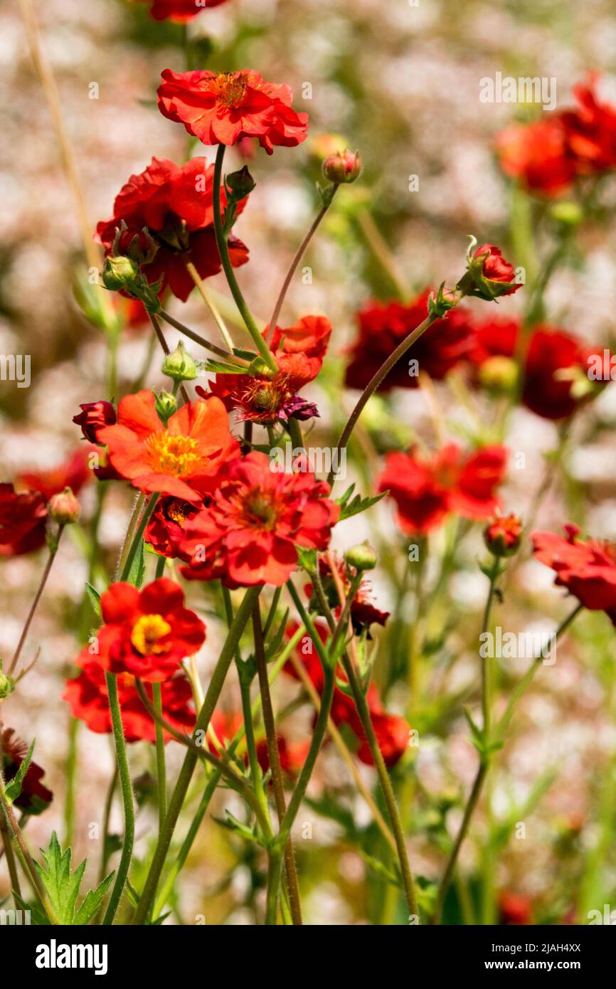 Red Geum 'Feuerball', Geum chilolense flowers Stock Photo