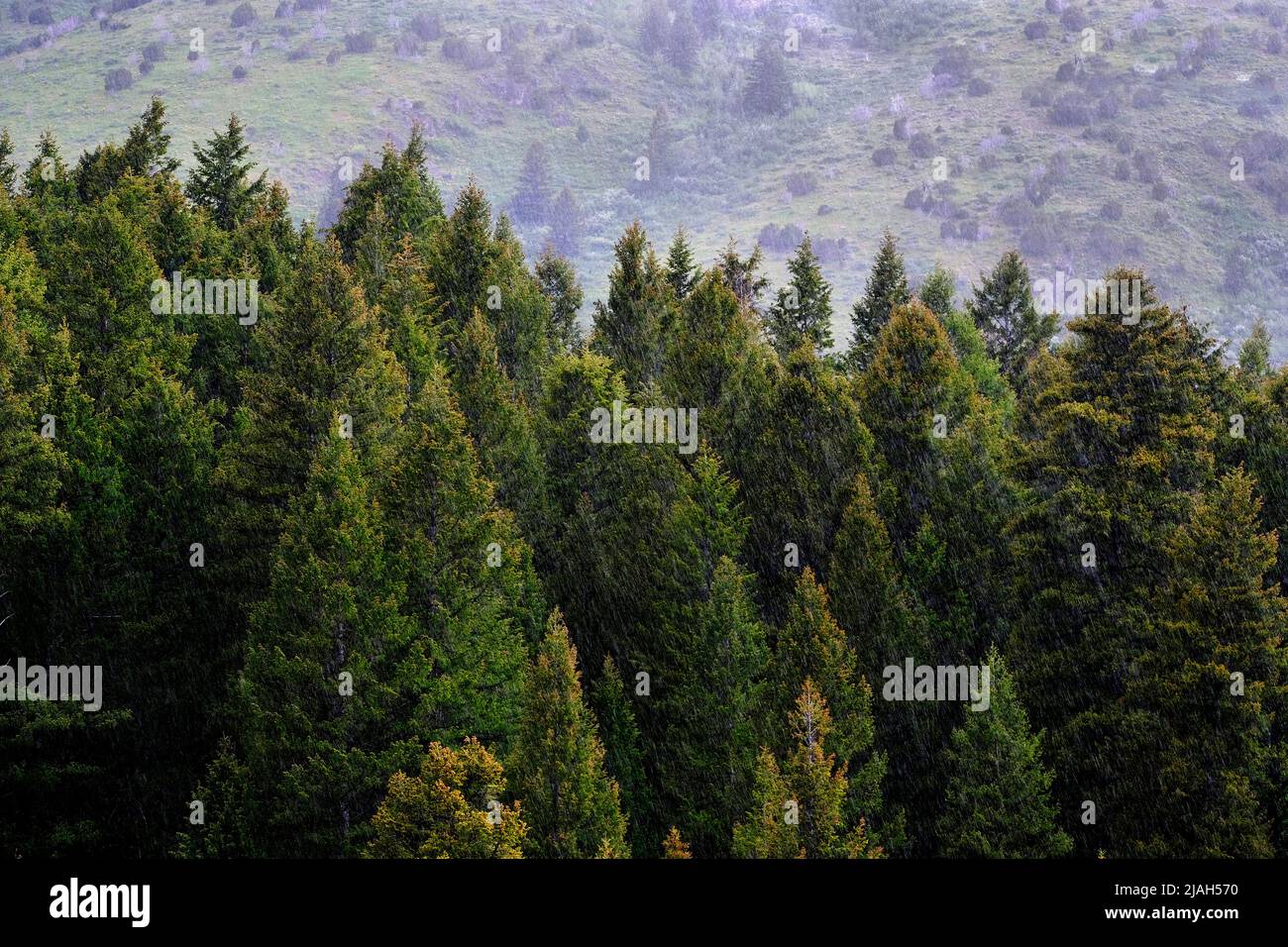 Forest Of Green Pine Trees On Mountainside With Late Afternoon