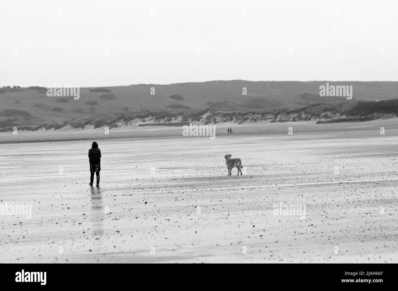 Dog Walker on the South Beach at Tenby Stock Photo Alamy