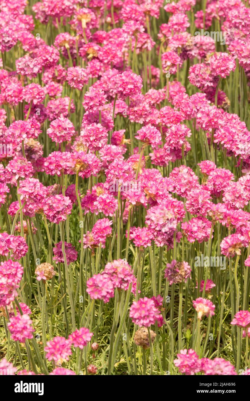 Pink, Thrift, Armeria maritima Nifty Thrifty, Sea pink, Common Thrift, Thrift seapink Stock Photo