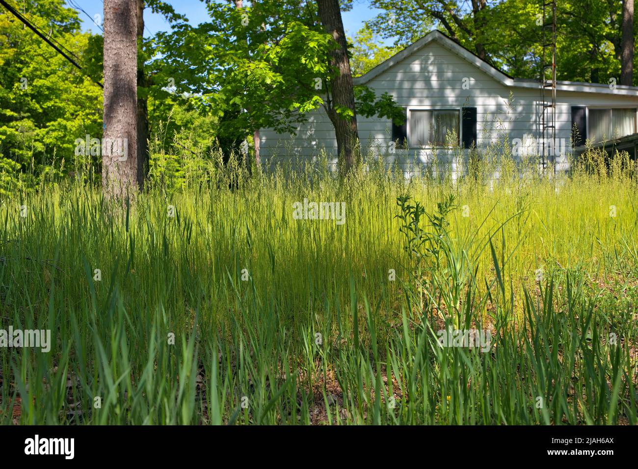 An extremely Overgrown grass lawn in front of a home or cottage in need of trimming and cutting Stock Photo