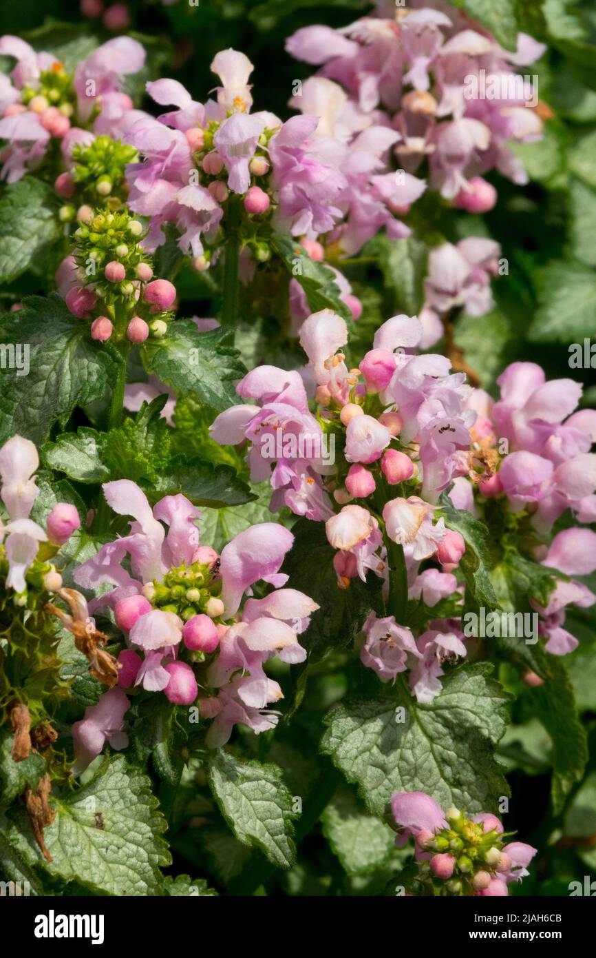 Lamium maculatum 'Pink Pewter', Pink, Flowers, Blooms, Garden, Flower Stock Photo