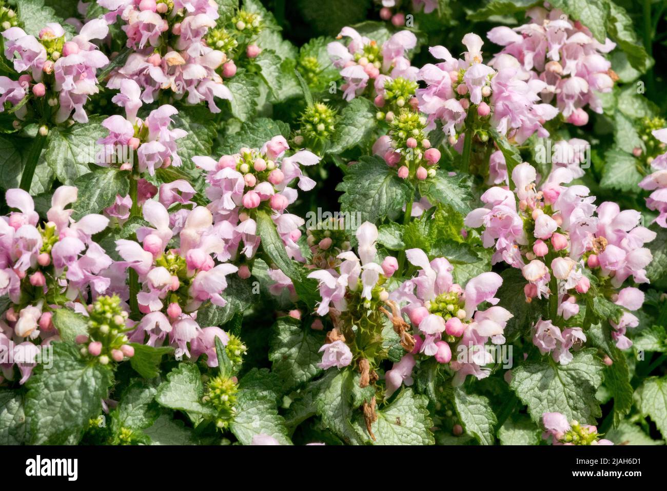 Lamium 'Pink Pewter', Pink, Flowers, Blooms, Garden, Flower Stock Photo