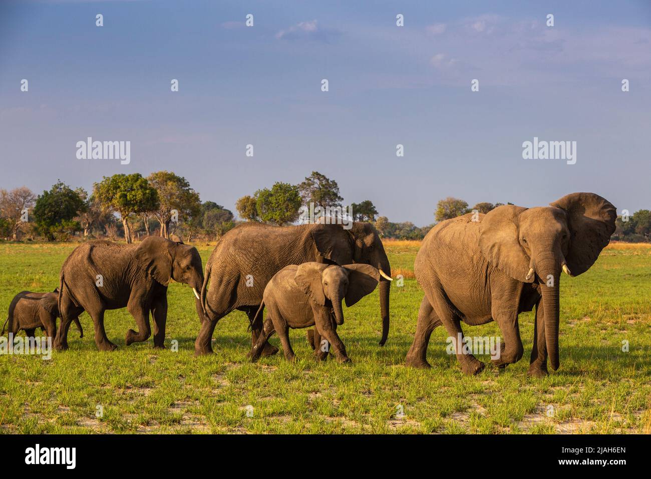 Elephants of the Okavango Delta grassland, Botswana Stock Photo