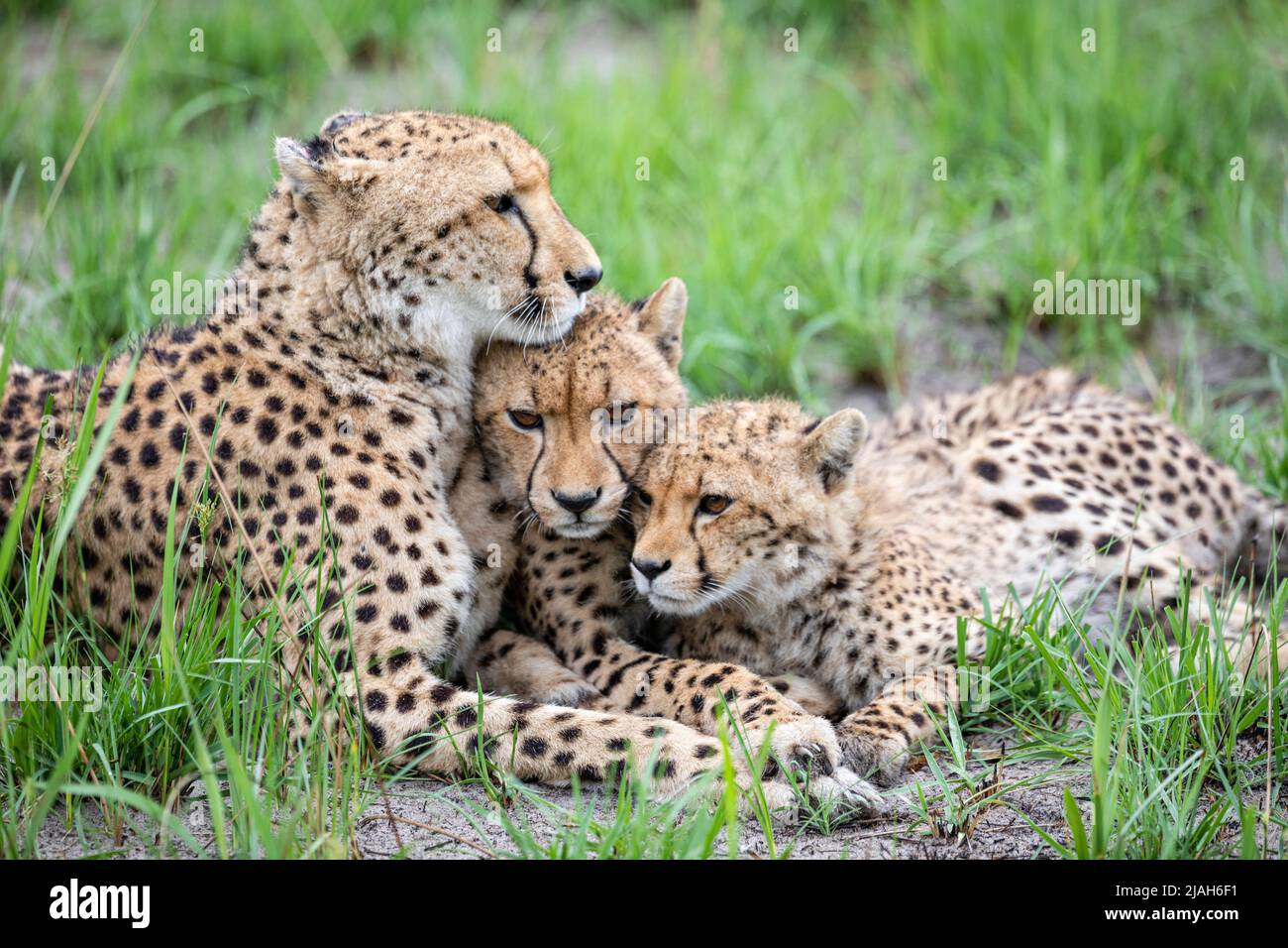 Cheetah's in Okavango Delta grassland Stock Photo