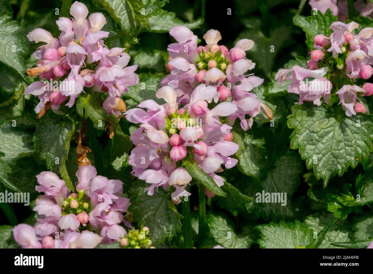 Lamium maculatum 'Pink Pewter', Pink, Flowers, Blooms, Garden, Flower Stock Photo
