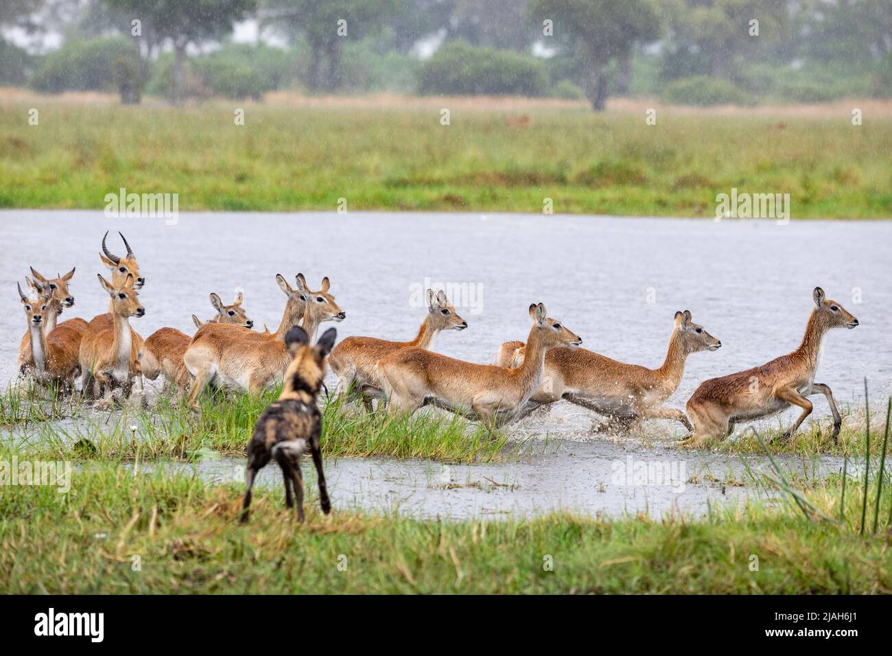 Wild dog hunt in Okavango Delta river, Botswana Stock Photo