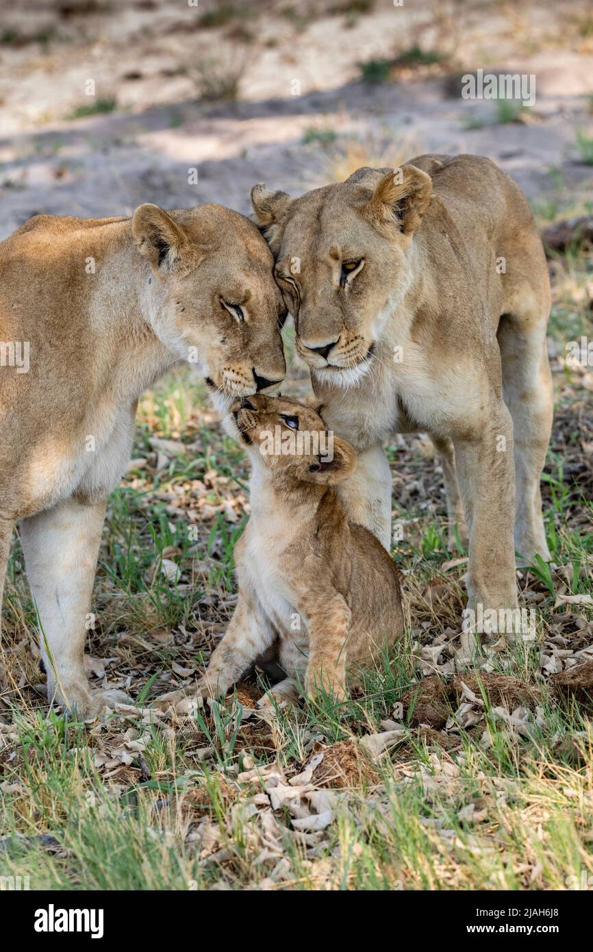 Lion pride of Okavango Delta grassland Stock Photo