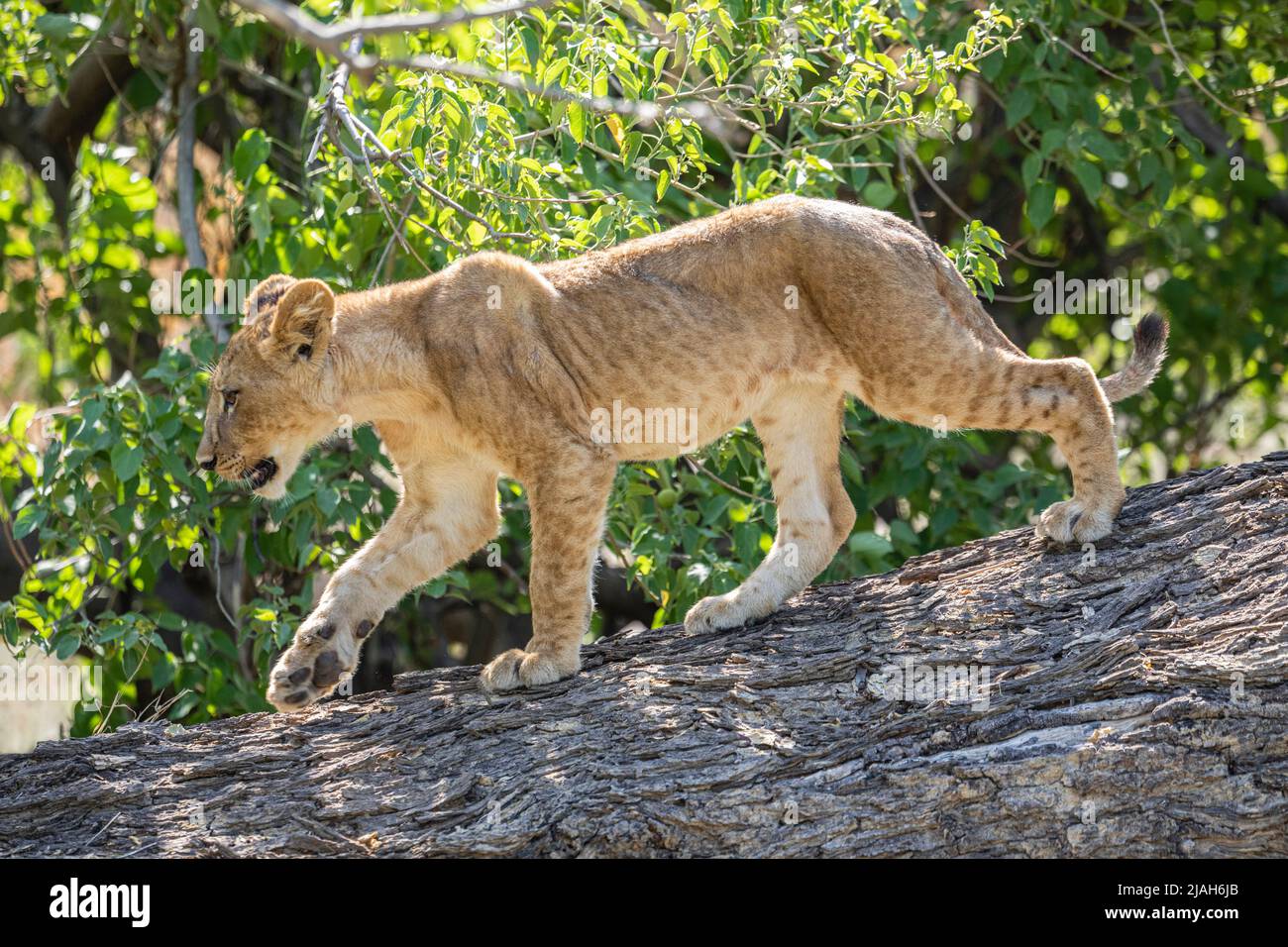 Lion cubs of Okavango Delta grassland Stock Photo