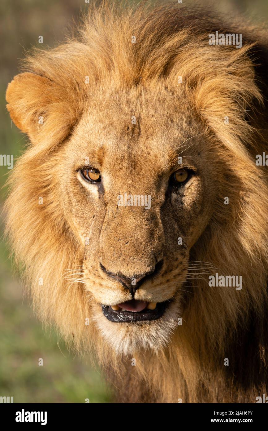 Male lion in Okavango Delta grassland Stock Photo