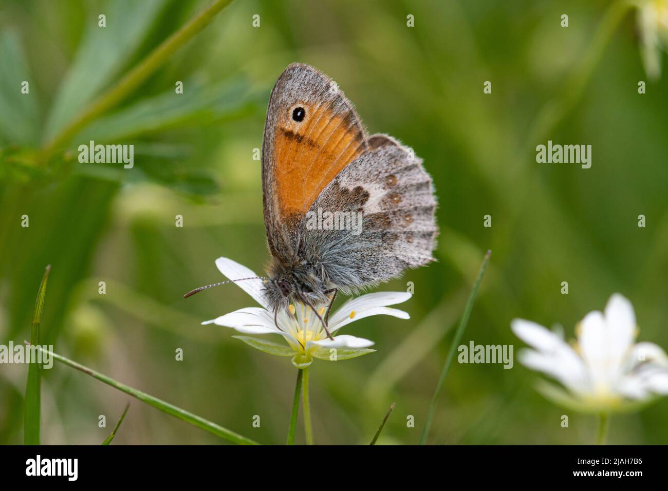 Small heath butterfly (Coenonympha pamphilus) feeding on nectar on great stitchwort wildflower (Rabelera holostea, Stellaria holostea) during May, UK Stock Photo