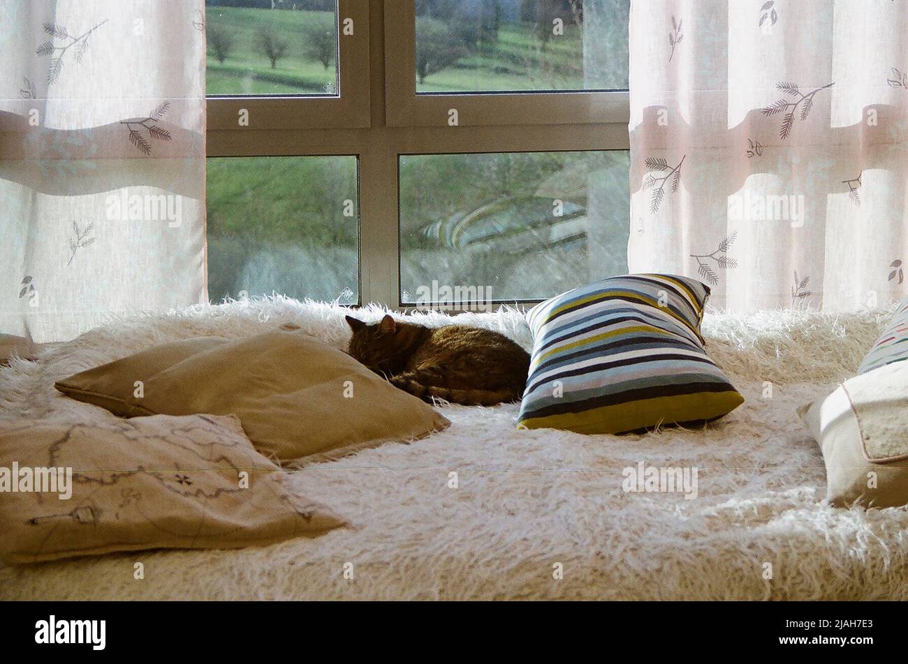 Sleeping cat laying on the bed in the sunlight, with greenery behind him Stock Photo
