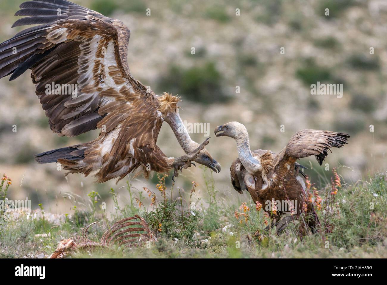 Griffon vultures, Gyps fulvus, Teruel province, Aragon, Spain Stock Photo