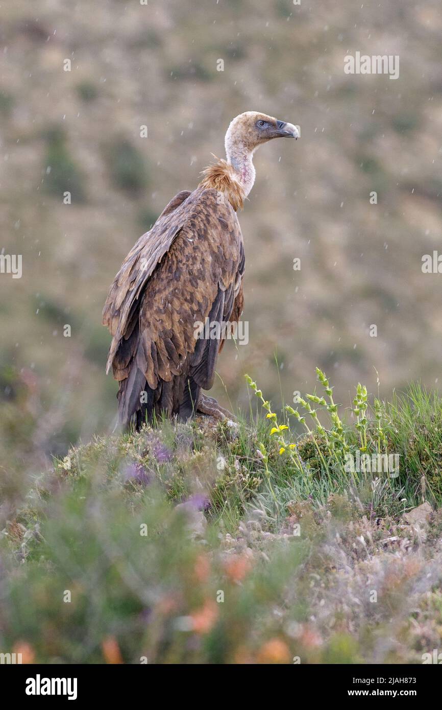 Griffon vulture, Gyps fulvus, in the rain, Teruel province, Aragon, Spain Stock Photo