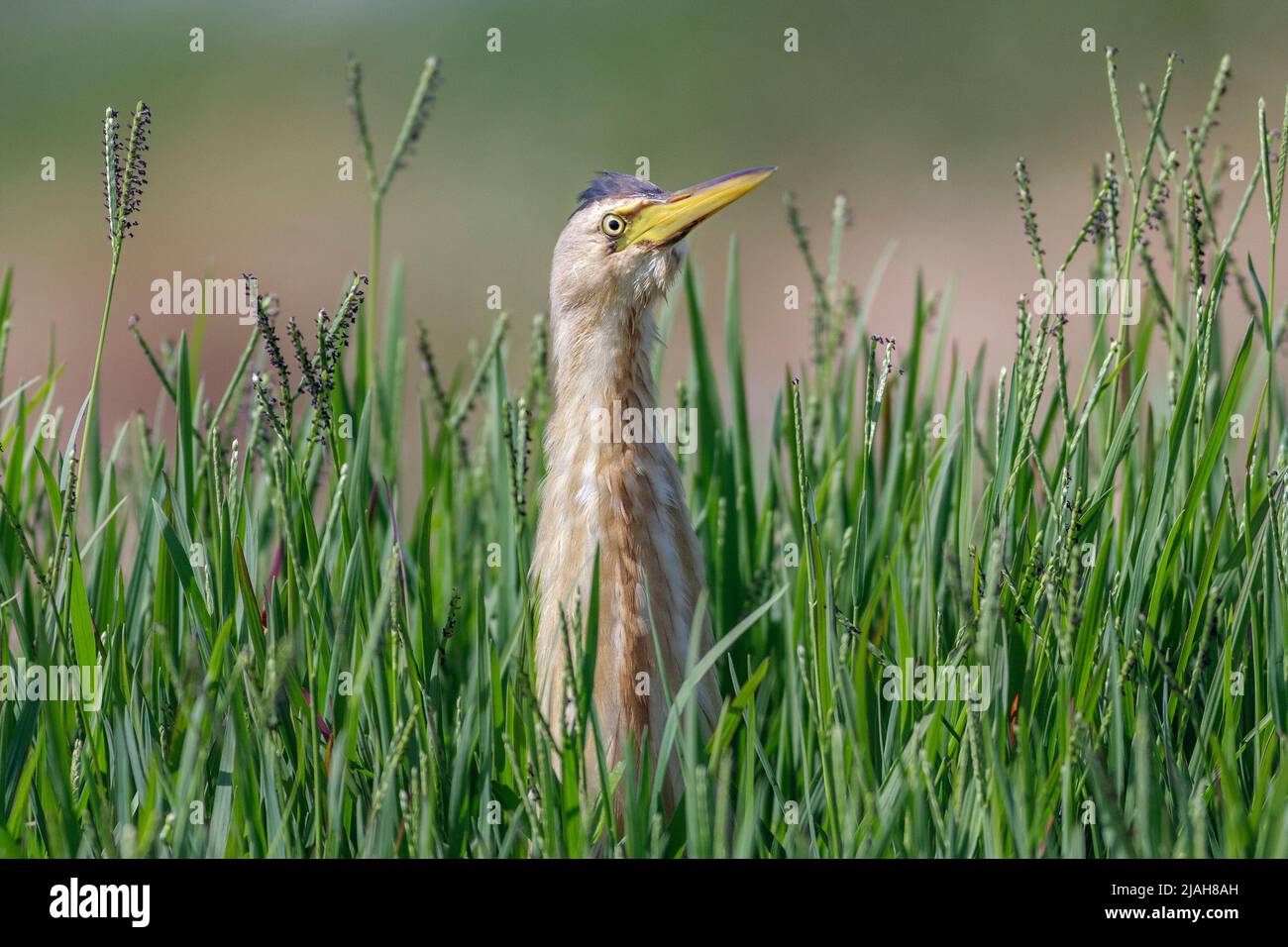 Common little bittern, Iobrychus minutus, peeking through grass ...